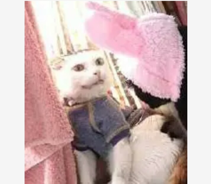 主人在汪星人的鼻子上放了一朵花，谁知道突然降落了一只蝴蝶！