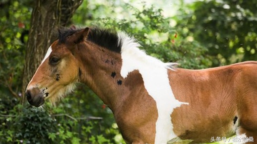 达芬奇有突出的造诣,达芬奇美术