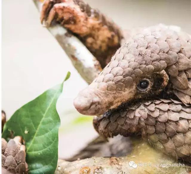 穿山甲铠甲有多硬,为什么说穿山甲的盔甲是软肋