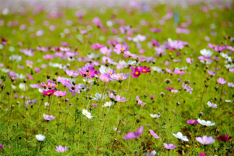 说走就走的旅行云南红河,邂逅云南高原美景