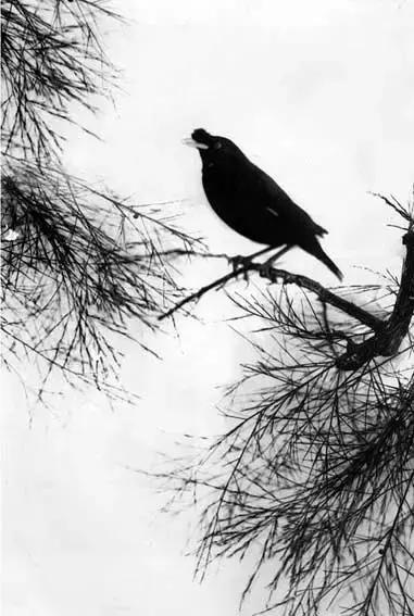 这才是真正的中国风,这才是真正的中国风古装