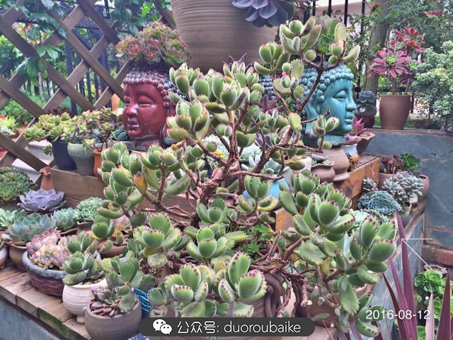 黄色熊童子多肉植物状态图,多肉植物熊童子怎么养