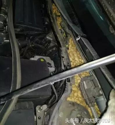 老鼠洞里挖出来花生,老鼠偷花生被发现