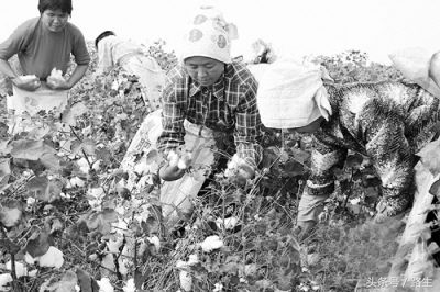 新疆戈壁滩种棉人的日常生活,新疆人采棉现状