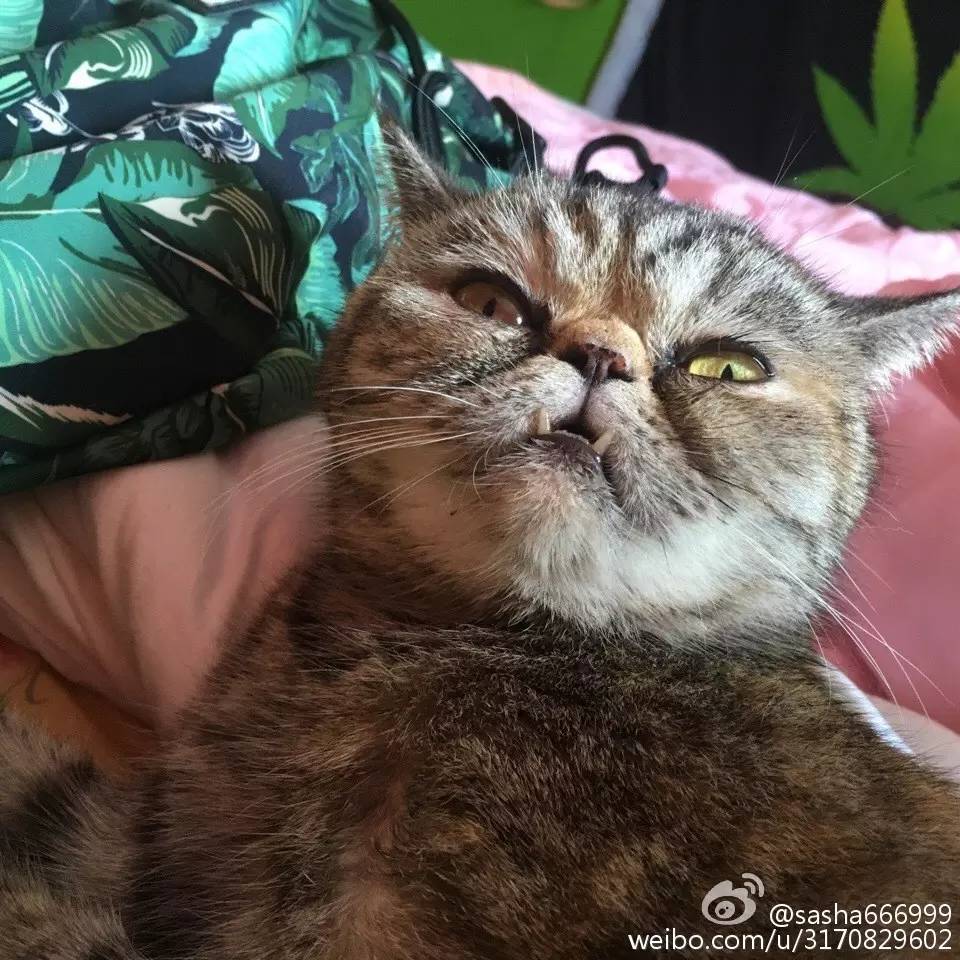 微观茶市丨古茶树安装GPS定位意义何在？