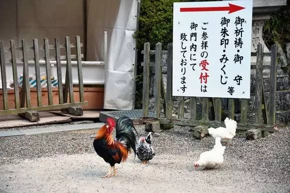 各国的十二生肖动物,日本的12生肖是哪几个动物