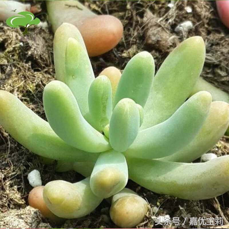 花盆土太硬怎么办,花盆小了土太硬怎么移植