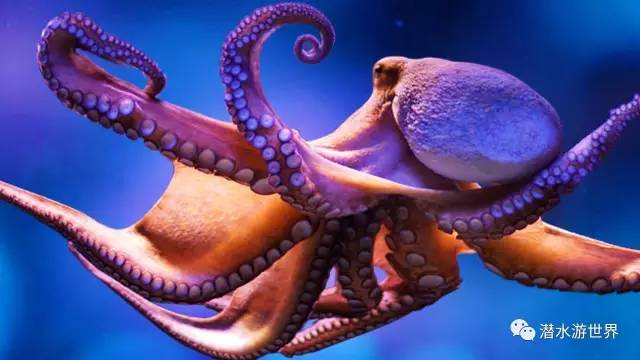 变性、伪装、雌雄同体--谁是微距世界的奇葩?