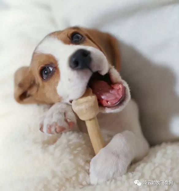 注意！骨头可以杀死狗！