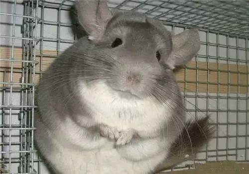 宠物龙猫的饮食方法视频,龙猫只吃零食不吃主粮