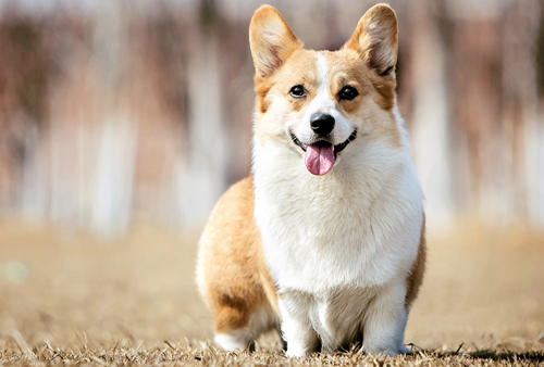 柯基犬怎么没有尾巴,柯基犬尾巴为什么要断尾