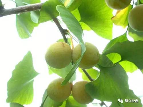 同样的银杏，不同的光景，“银杏第一镇”的忧思与求变