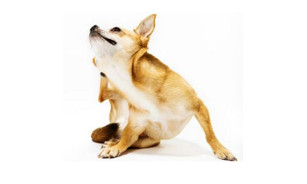 宠物狗皮肤病的治疗方案,宠物狗真菌性皮肤病掉毛正常吗