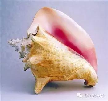 没听过它，还敢说自己喜欢珍珠？