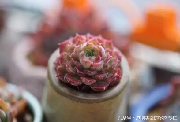 入坑一年小说,入坑一年