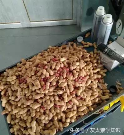老鼠洞里挖出来花生,老鼠偷花生被发现