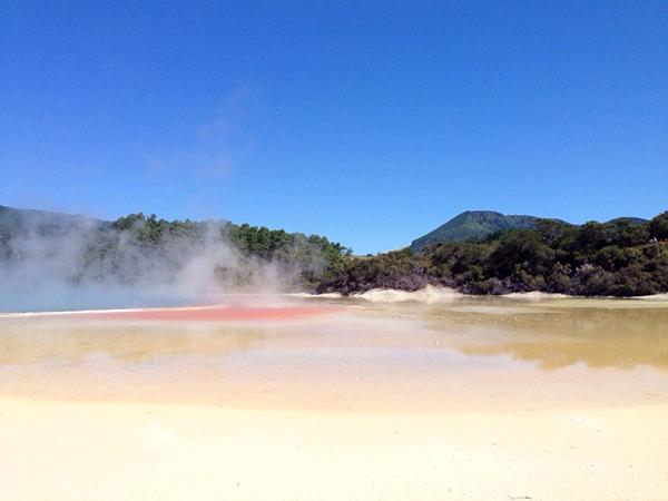 新西兰特色动物有哪些,新西兰奇异动物有哪些