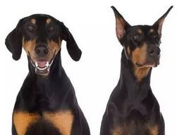 狗狗为什么断尾有什么好处,人类给柯基断尾残忍吗