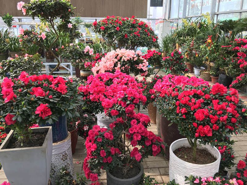 年宵花市探“鲜”记(一)之孤独的花大姐