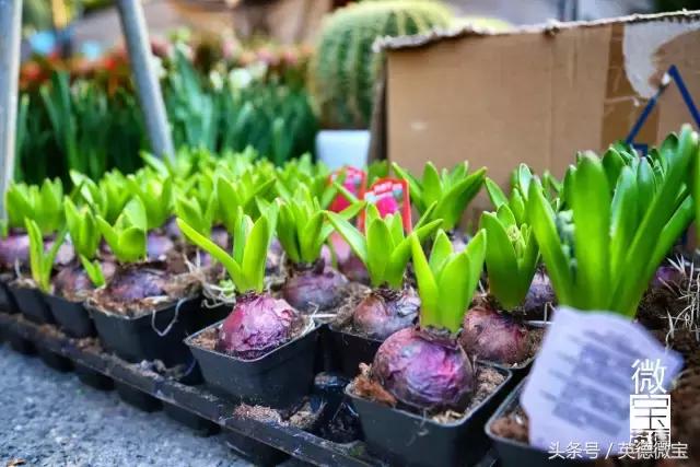 英德美丽的花街,英德花街