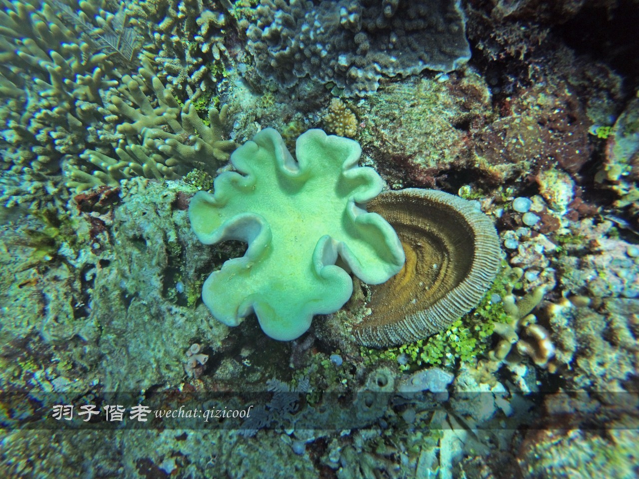 美娜多海岛一日游,印尼美娜多跟团游