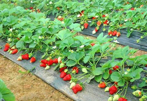 每年1月份是草莓生长的关键时期,挣不挣钱就看这个月了!