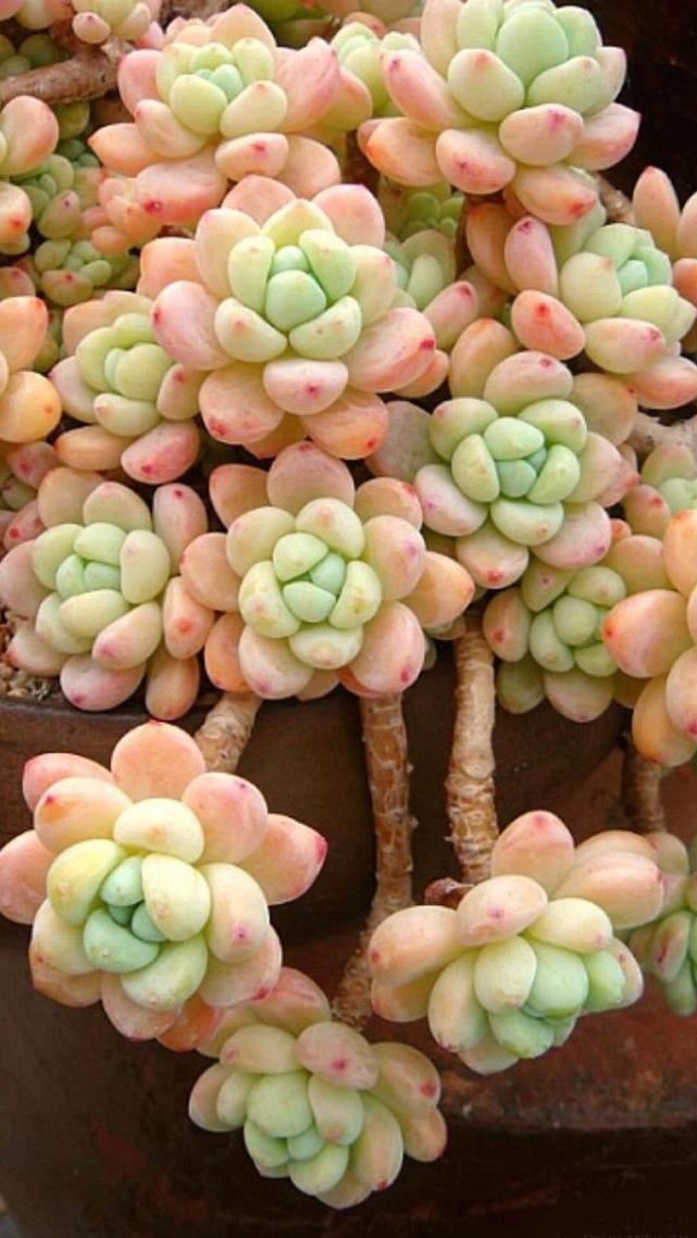 让多肉快速长大,怎样让多肉快速长大