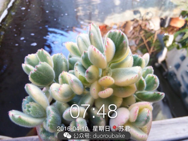 黄色熊童子多肉植物状态图,多肉植物熊童子怎么养