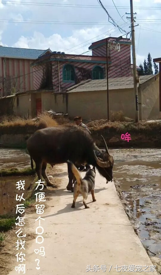 哈士奇在农村放养还是拴住,哈士奇不能养吗