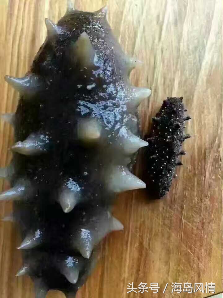 海参的传说典故,海参有什么奇特之处