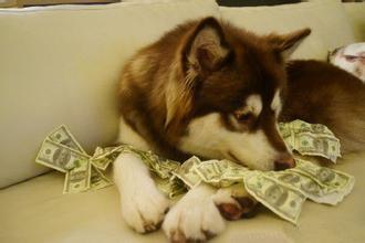 这炫富方式绝了！唐嫣LV包、权志龙天价项链都被王思聪的狗怼了