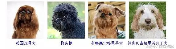 狗狗品种大全按体型智商怎么分,聪明狗狗品种大全及图片及名字