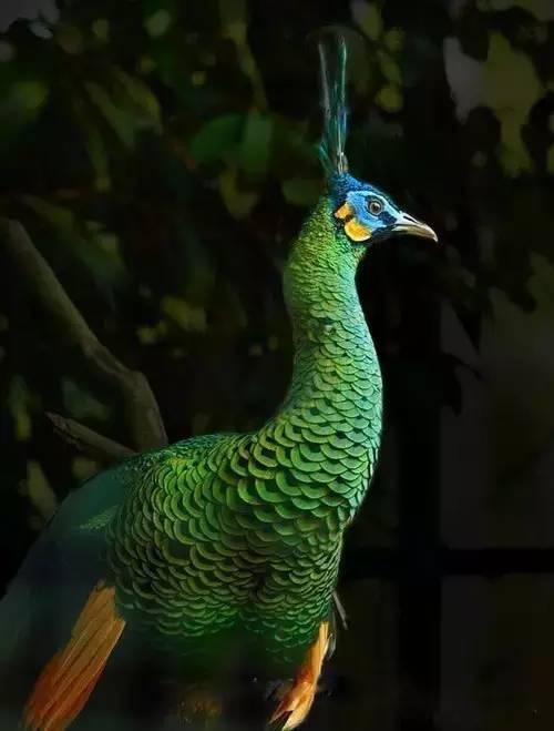 云南十大漂亮的鸡,云南第一生态鸡