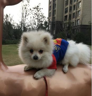 陈赫综艺节目中的狗,陈赫晒萌宠照片狗狗名字太霸气