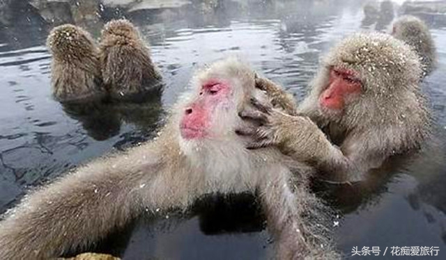 中国猴子温泉,猴子专用温泉度假