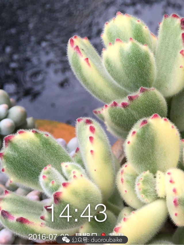 黄色熊童子多肉植物状态图,多肉植物熊童子怎么养