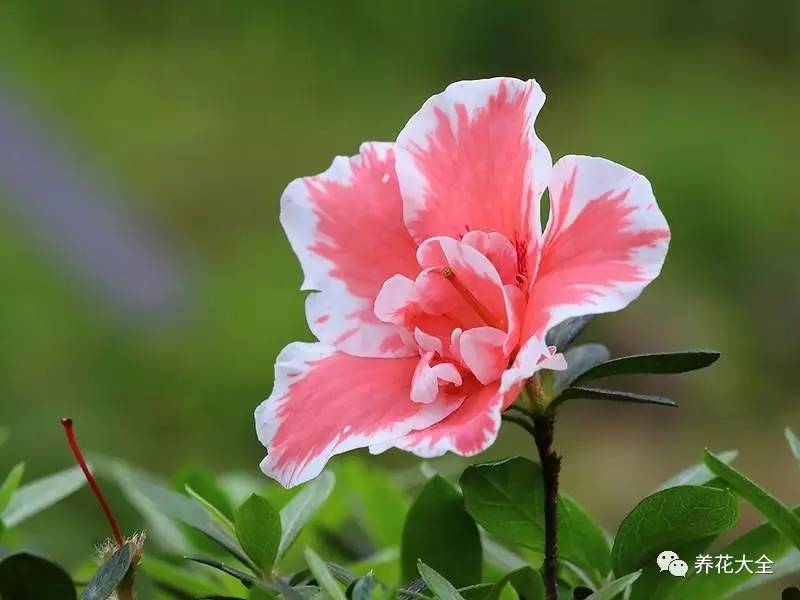 最美大杜鹃花图片,中国最美天然杜鹃花