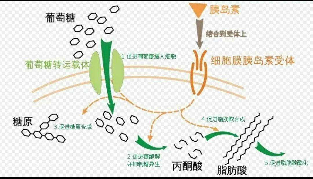 糖尿病医学知识大全,糖尿病知识大全
