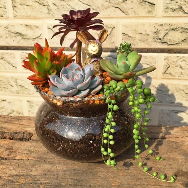 让多肉快速长大,怎样让多肉快速长大