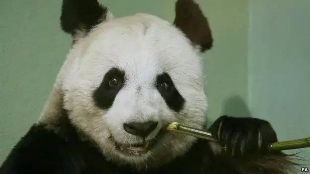 为求得一只熊猫的抚养权，英美荷法等国家连尊严都不要了