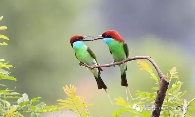 生物分类方法和技巧,最全生物分类