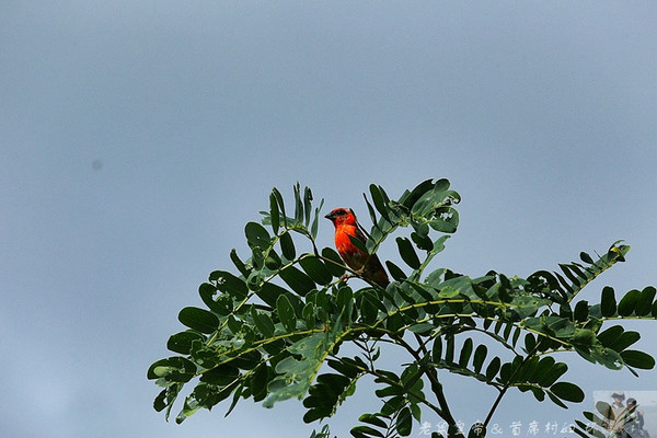在外国街头演唱中国乐器,在外国街头演奏市集音乐