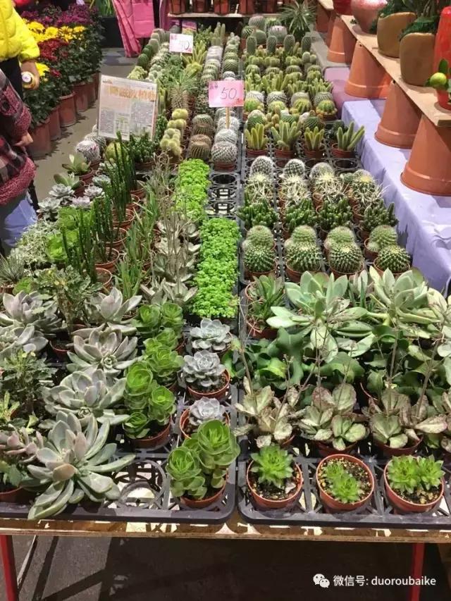 台湾寻肉之旅：小玲带你逛春节的台北花市！