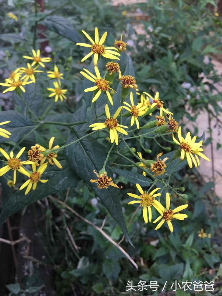 适合深圳种植的植物,深圳适合种植的植物