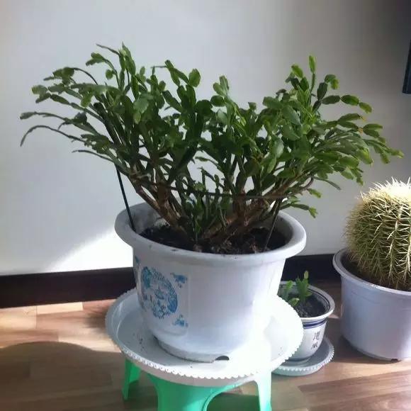 植物黄叶烂根了怎么补救,植物叶发黄是缺什么元素