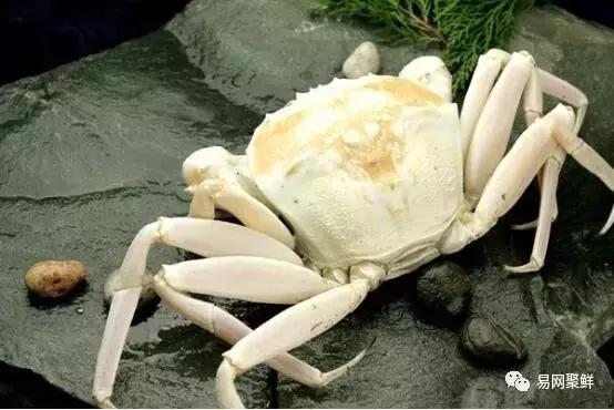 雪蟹好还是龙虾好,大龙虾好还是海蟹好