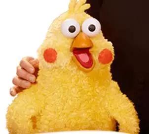 这两只在日本爆火的贱鹦鹉，一定能成为表情包界最火的新网红！