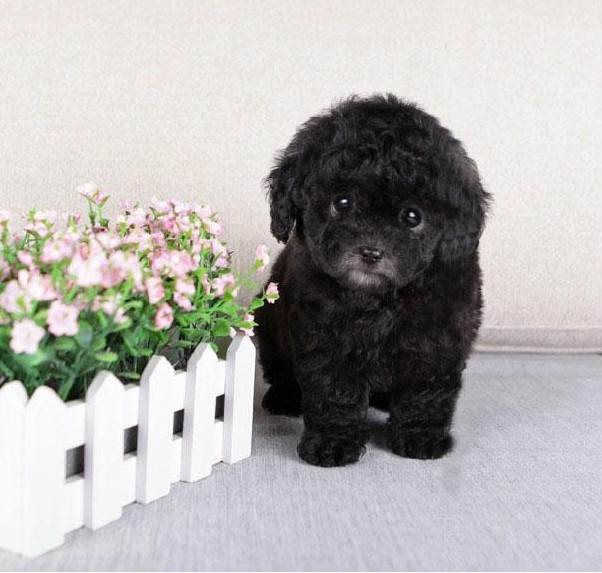 泰迪真的是狗吗,怎么分辨真假黑色泰迪狗狗