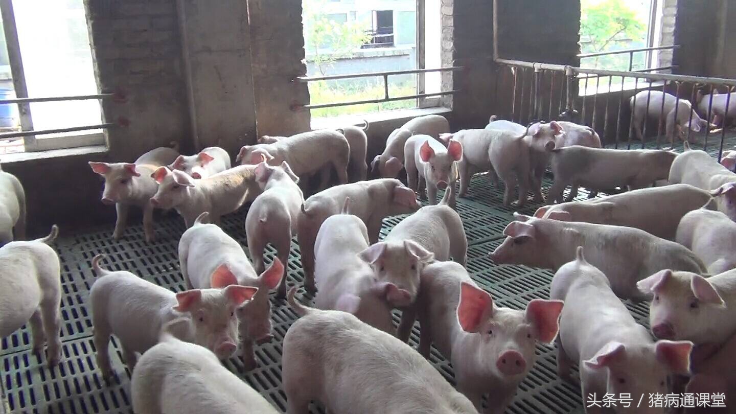 妊娠母猪不吃食怎么治疗,母猪受孕后有什么表现