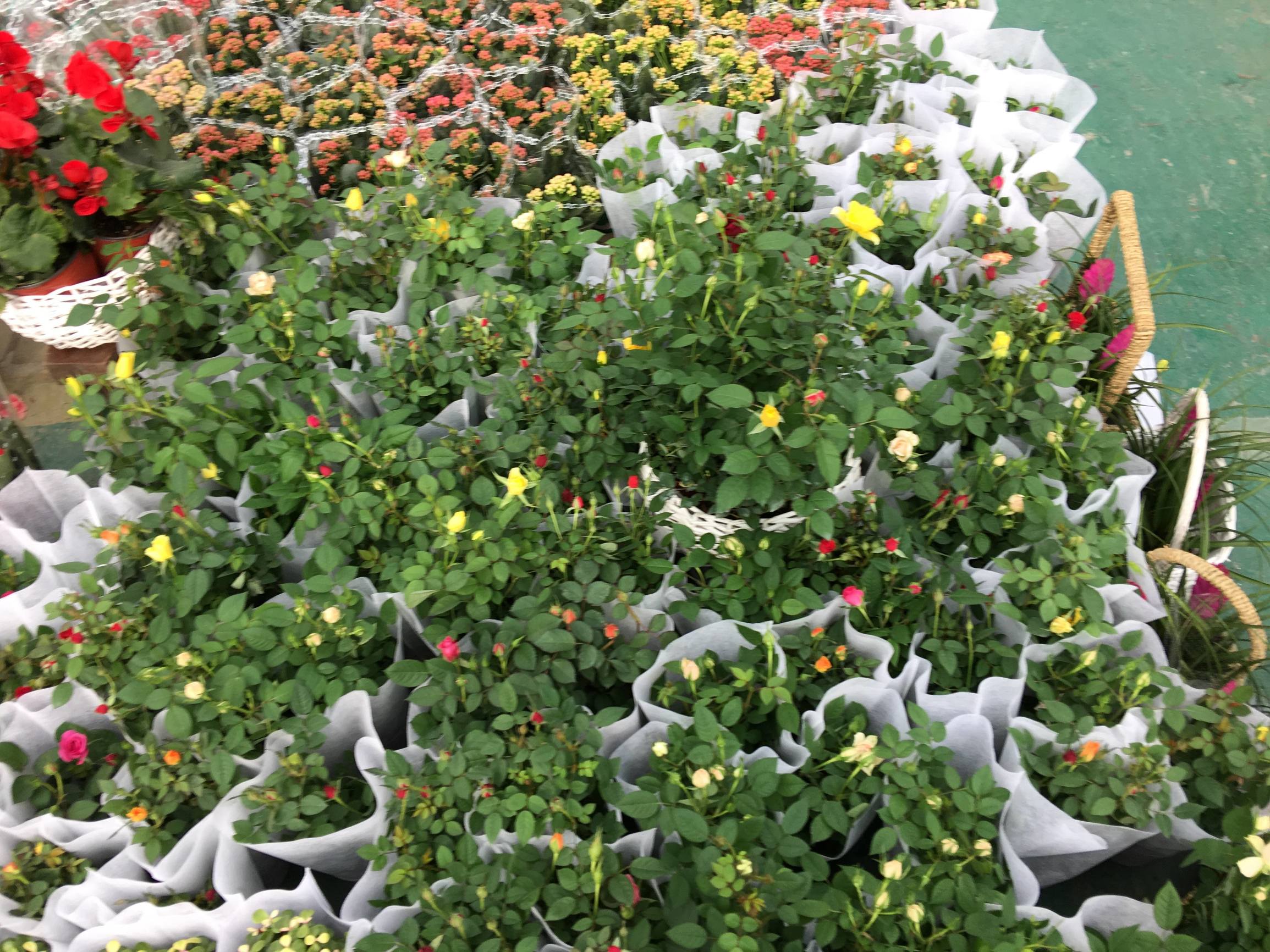 年宵花市探“鲜”记(一)之孤独的花大姐